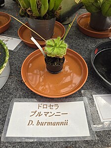 Drosera burmanni in a greenhouse.