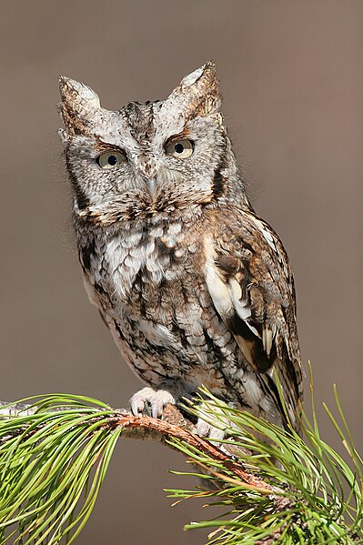 File:Eastern Screech Owl.jpg