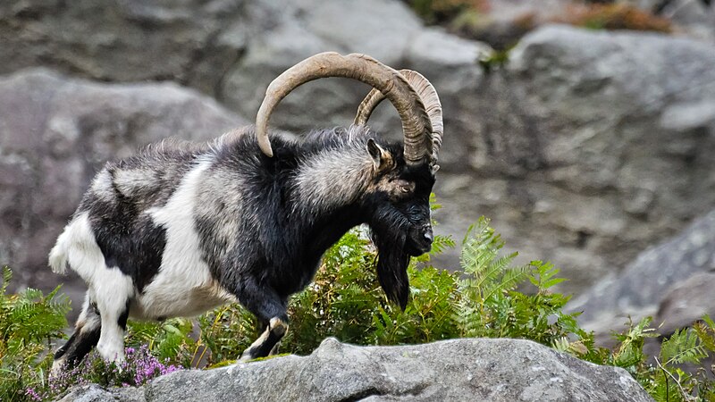 File:Feral Goat Glendalough.jpg