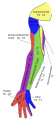 Diagram of segmental distribution of the cutaneous nerves of the right upper extremity. Anterior view.