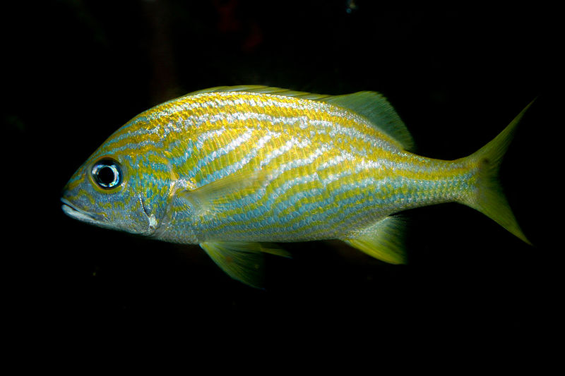 File:Haemulon flavolineatum French grunt.jpg