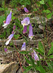 Penstemon hirsutus[англ.]