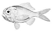 Silver roughy Hoplostethus mediterraneus