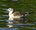 Juvenile plumage