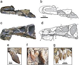 Череп в дорсальной (a и b) и левой латеральной (c и d) проекциях. Премаксиллярный зуб (e), максиллярные зубы (f,g)