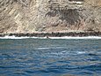 Lobos marinos en las Islas Ballestas