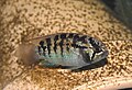 Nannacara adoketa, a dwarf cichlid from Brazil