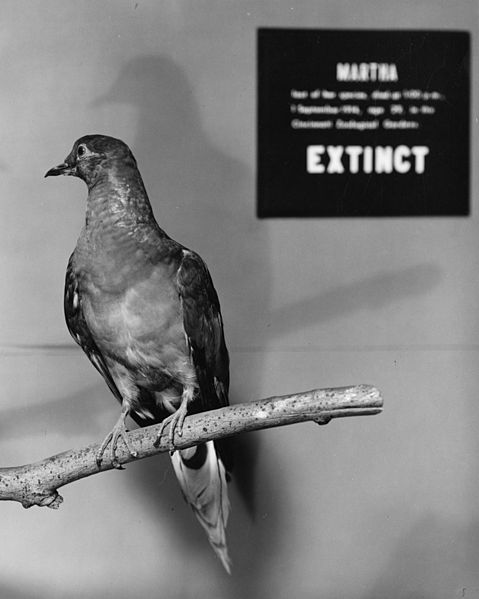 File:Martha, a Passenger Pigeon.jpg