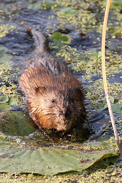 Файл:Muskrat Michigan.jpg