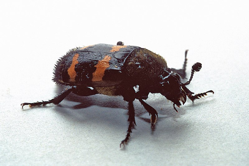 File:Necrophorus tomentosus.jpg