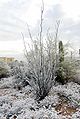 Ocotillo covered with rare snow in Tucson, Arizona