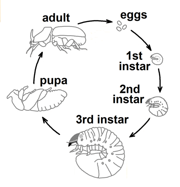 File:Oryctes rhinoceros life cycle.png