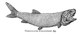 Palaeoniscus freieslebeni