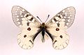 Parnassius clodius