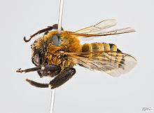 Ptilothrix relata Male.jpg