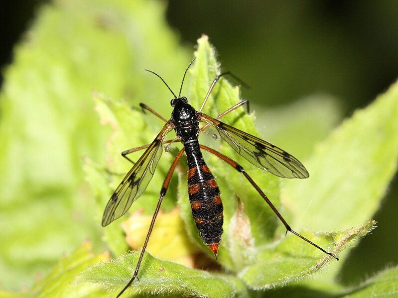 File:Ptychoptera contaminata.jpg