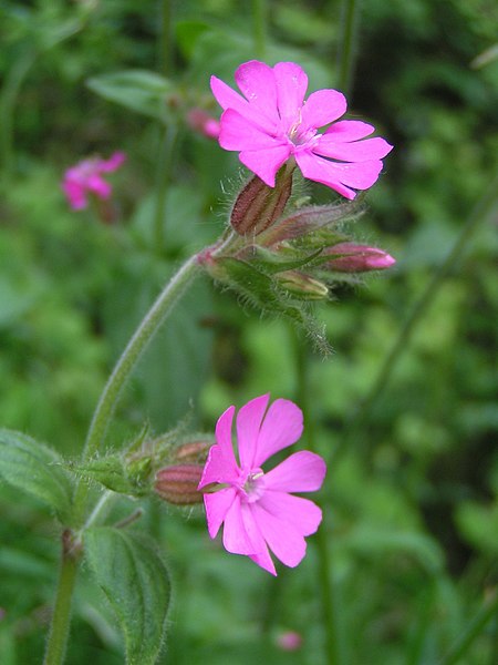 File:Red campion close 700.jpg