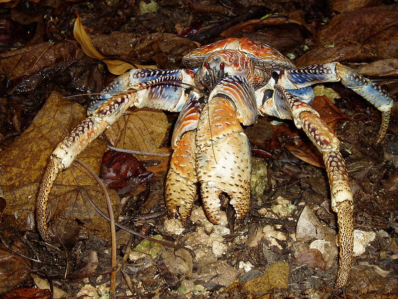 File:Robber crab.jpg