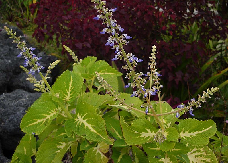 File:Solenostemon scutellarioides in Tonga.jpg