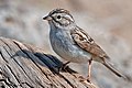 *Brewer's sparrow