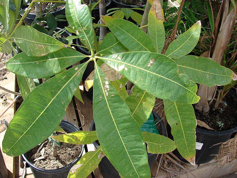 File:Starr 080117-2046 Pachira aquatica.jpg