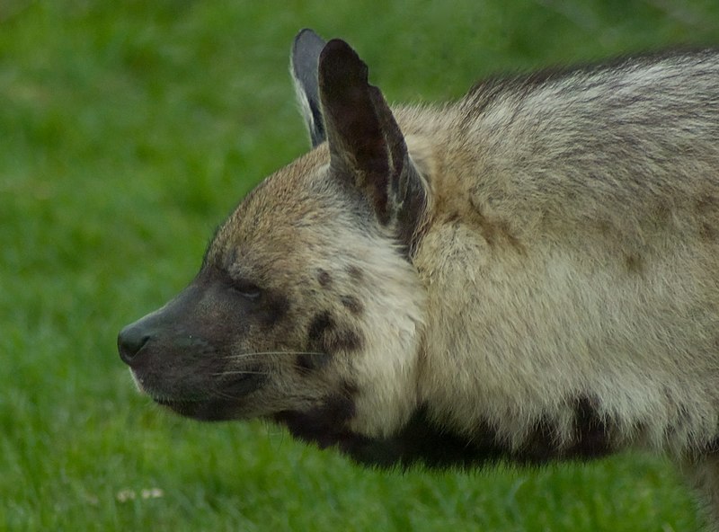 File:Striped hyena profile.jpg