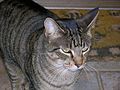 Brown mackerel tabby