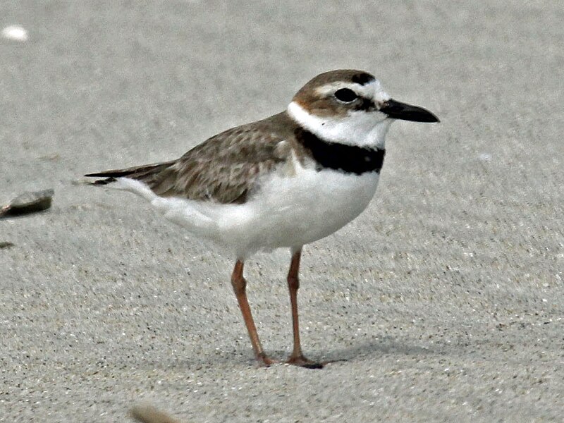 Файл:Wilson's Plover male RWD3.jpg