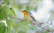 Blackburnian warbler