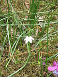 Miniatura para Acis nicaeensis