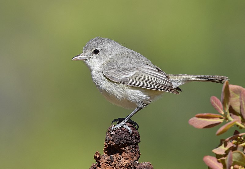 Файл:Bell's Vireo (34056428355).jpg