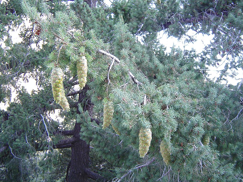 Файл:Bigcone Douglas-fir at mtbaldy.jpg