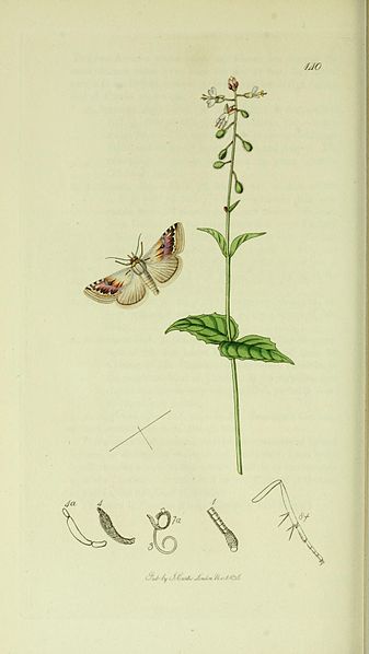 File:Britishentomologyvolume5Plate140.jpg