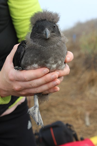 File:Fledgling (9557141191).jpg