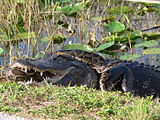 Killing an invasive Burmese python, which is attempting to coil around it