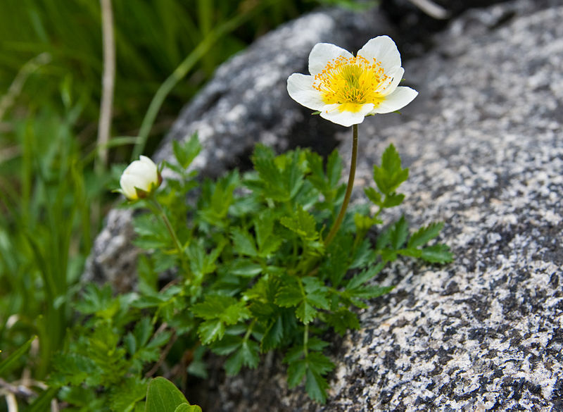 File:Geum pentapetalum 07.jpg