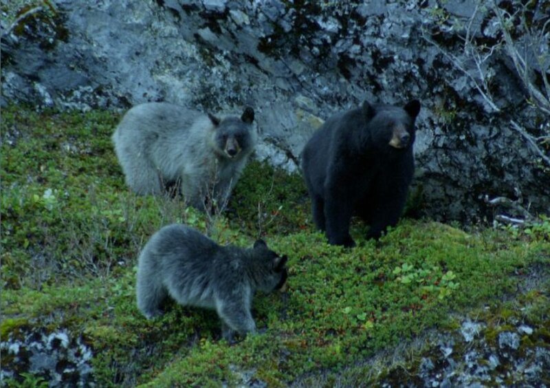 File:Glacier Bear with cubs.jpg