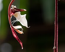 Gongora chocoensis.jpg