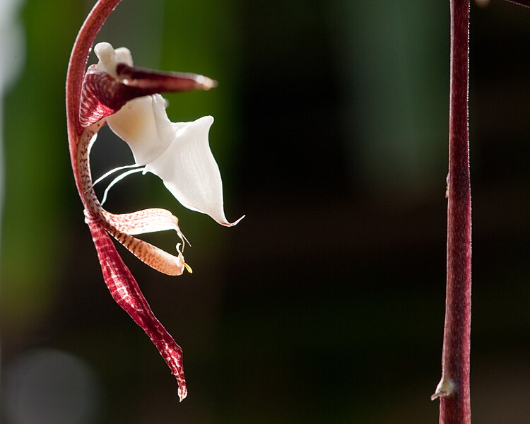 File:Gongora chocoensis.jpg