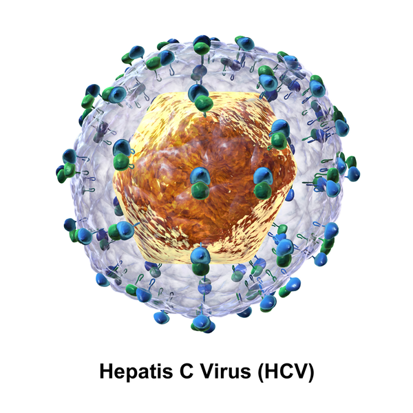 File:HCV.png