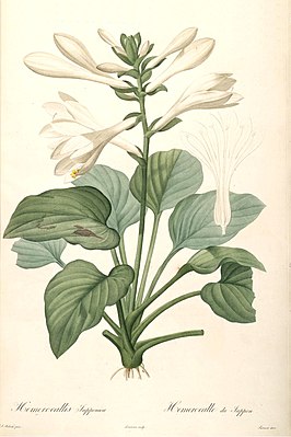 Hosta plantaginea