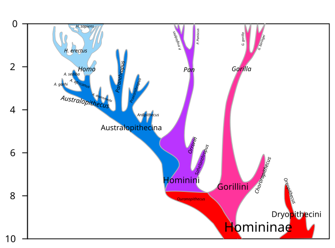 File:Hominini lineage.svg