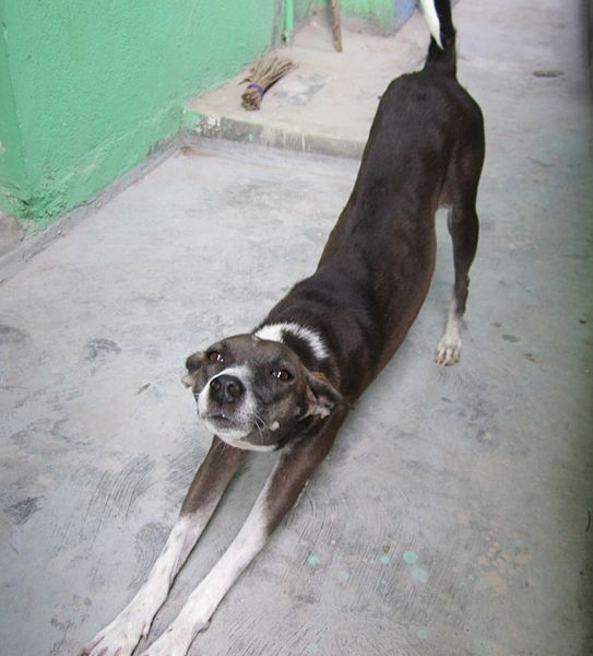 File:Indian street dog.jpg