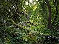 Forest in Lazar's Canyon