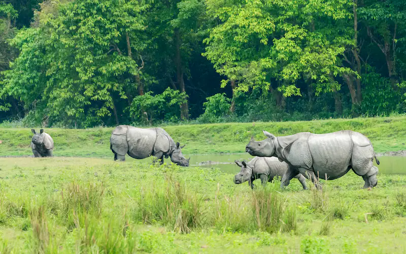 File:Kaziranga-National-Park-in-Assam.webp