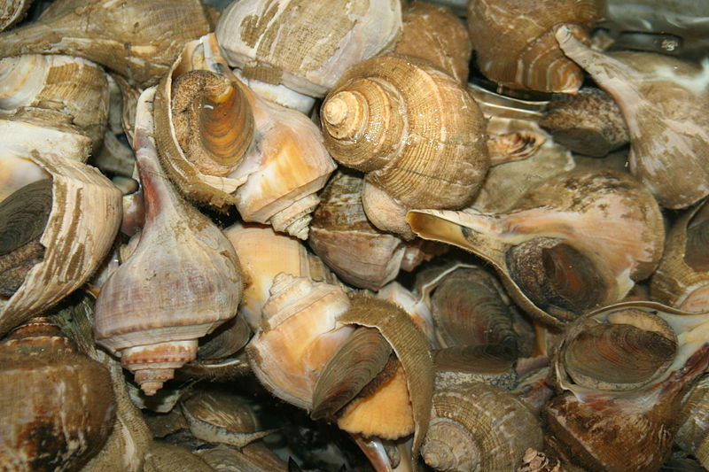 Archivo:Large eastern conch.jpg