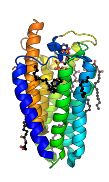 PbSDR5A steroid 5-alpha-reductase PDB=7c83.png