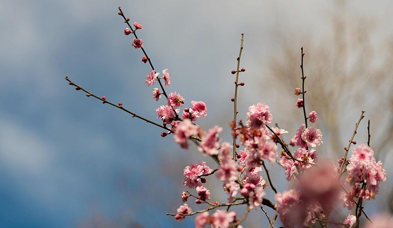 File:Pinkblossom.jpg