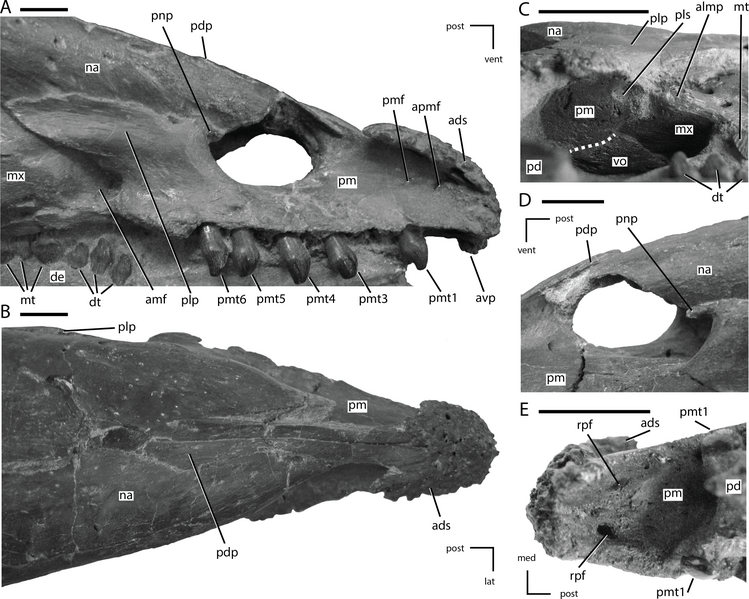 File:Premaxillae of Thescelosaurus.png