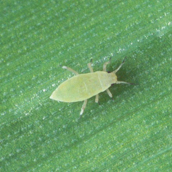 File:Russian wheat aphid (cropped).jpg